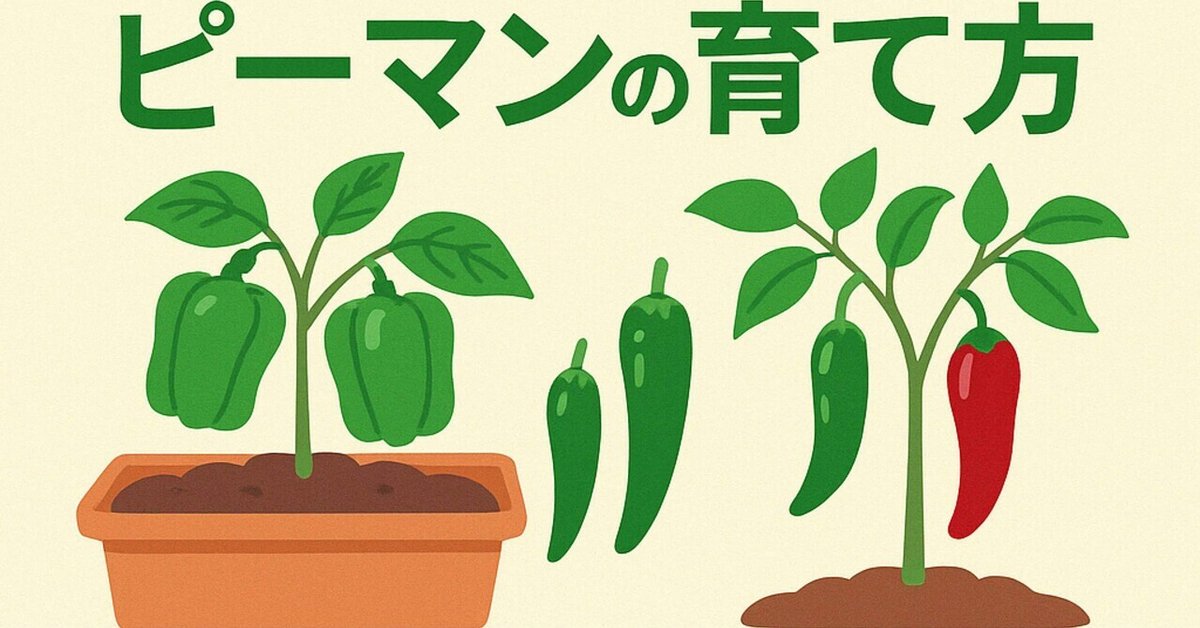 プランター栽培 ピーマンはとにかく若採り！5月〜11月まで、90個収穫。冷やしピーマンを種ごとパクリ！がおいしい