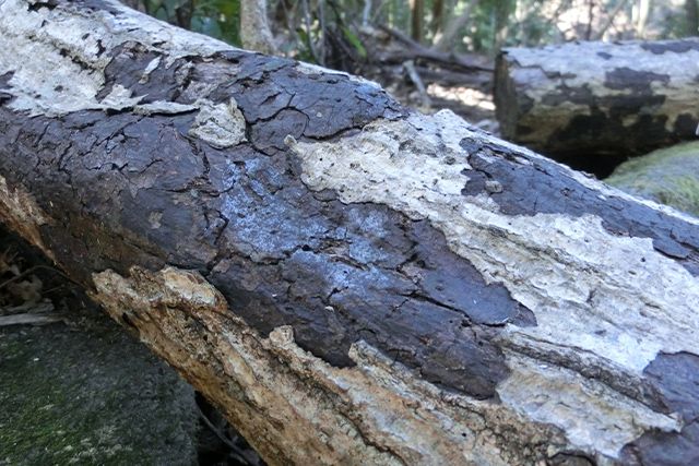 腐るウッドデッキが出来る理由ナチュラルガーデニングのアトリエタムロ