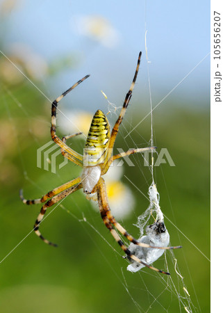 208 愛媛県今治 簀巻 すまき- 東京神奈川静岡美味Ｂ級グルメ他