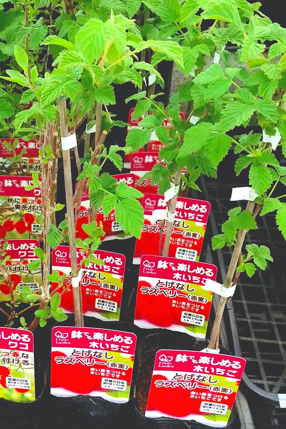 園芸ファン待望。 家庭で育てるコツ満載の『NHK趣味の園芸 12か月栽培ナビ ⑱ラズベリー ブラックベリー』が2月18日に発売！株式会社ＮＨＫ出版のプレスリリース