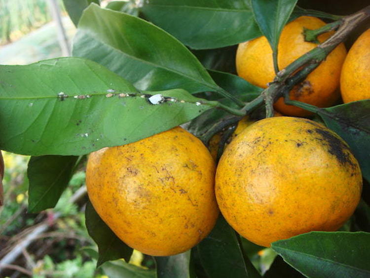 ミカンの表面に生えたアオカビを顕微鏡観察顕微鏡ナビ