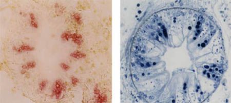 天然記念物カブトガニが産卵する浜に建つ「カブトガニの館」で生きたカブトガニを見る旅は写真と好奇心と共に