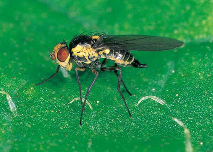 ハモグリバエから作物を守る方法とは？駆除方法や予防方法まで紹介