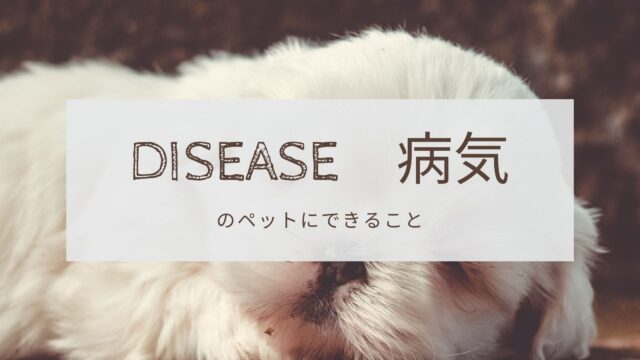 獣医師監修 犬のフケの原因とは？病気のサイン？予防と対策も解説します
