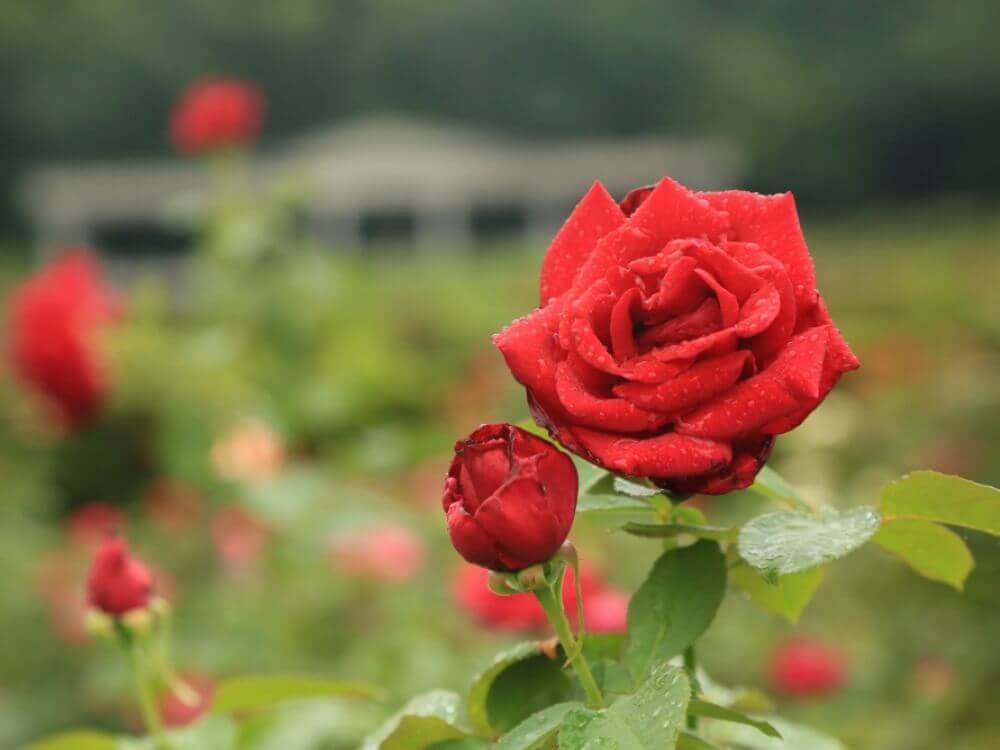 愛の花言葉をもつ花一覧 恋愛や片想い・初恋の好きな気持ちが伝わる花は？🍀GreenSnap グリーンスナップ