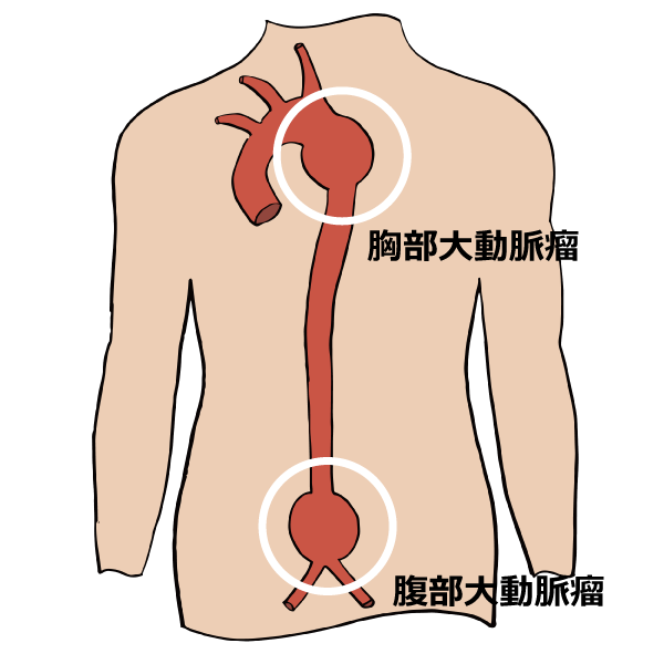 大動脈の全体像 前面徹底的解剖学 かずひろ先生 解剖学