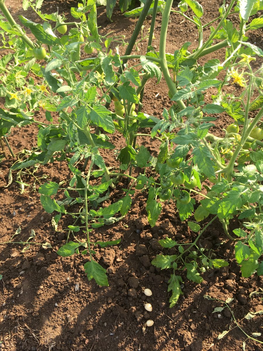 初心者でもどっさり収穫できちゃうトマトの育て方 プロ農家直伝！あぐりマッチ