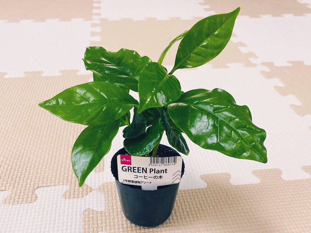 コーヒーの木の花言葉 縁起はいい？お祝いやプレゼントで贈っても大丈夫