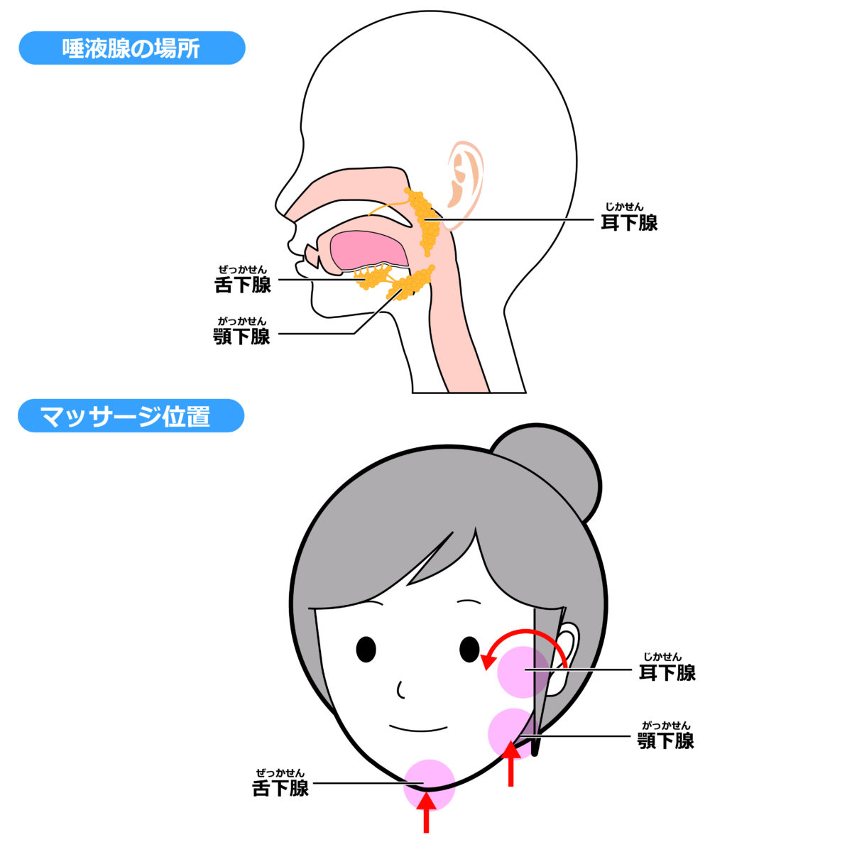 唾液の役割と唾液を増やす方法！唾液腺マッサージやドライマウスとは？習志野市 実籾駅から1番近い歯医者・歯科京成大久保・八千代台からも来院多数