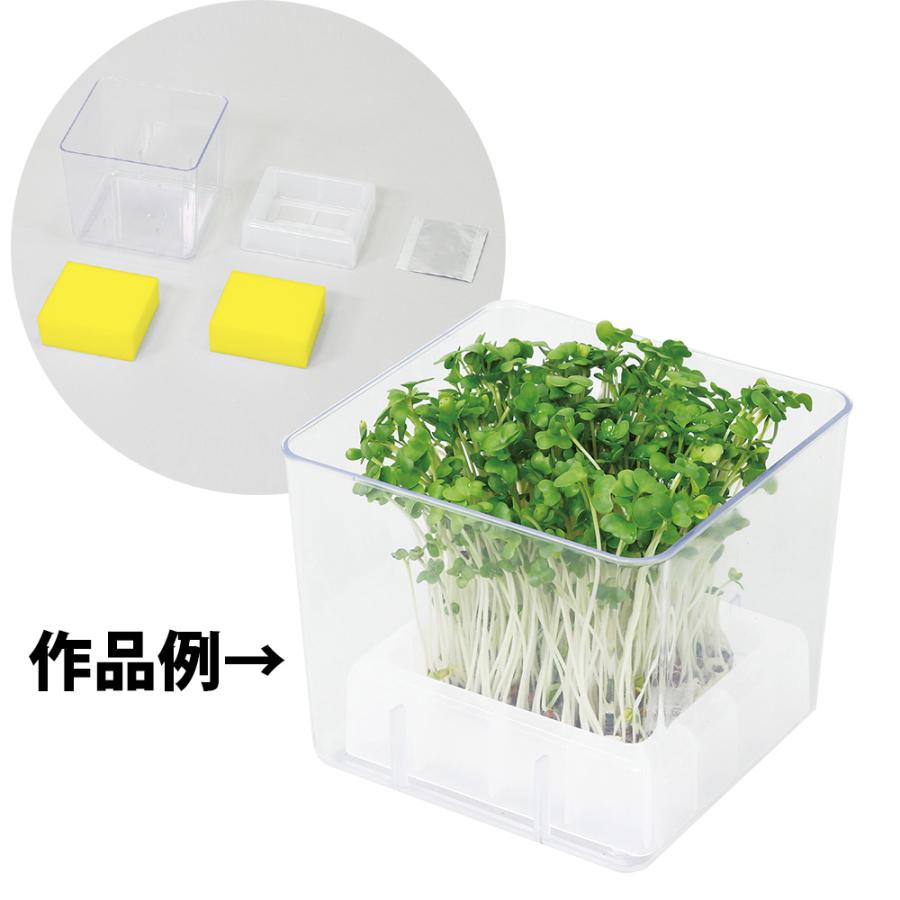 理科実験_ かいわれ大根 「かいわれ大根」を育てて、成長を観察しました🔍 容器に脱脂綿をしいて、種をまき、水をたっぷり注ぎます🔍後は、毎日、水を交換しながら、成長を観察します✨ 発芽までは暗所に置いて、発芽後は自然光で栽培しました🔍 どんどん育って、１週間