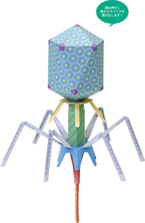 ファージベクターとその利用法生命系のための理工学基礎