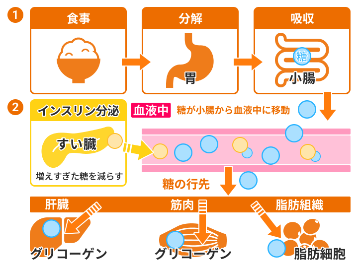 暑い夏に太る？夏太りの原因と改善ポイントさわい整体院