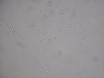 きのこの胞子・菌糸のはなしおいしいきのこ 魚沼きのこ