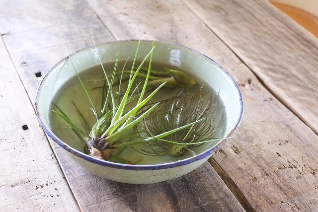 保存版 エアープランツの水やりの頻度と育て方を徹底解説！ひとはなノート