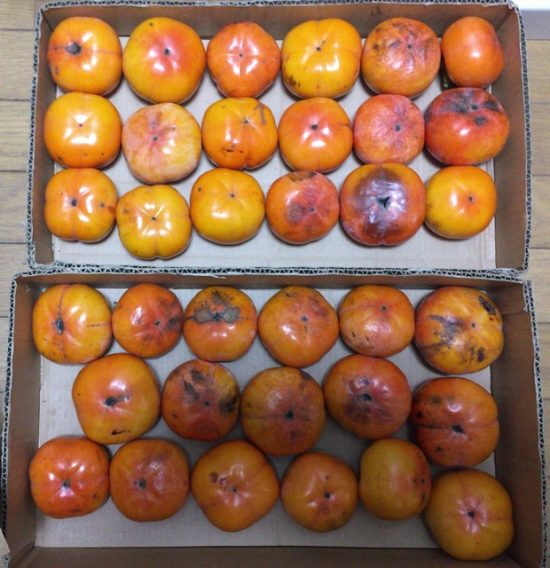 硬くなった干し柿の復活術！柔らかく戻す方法と保存のコツフルーツ山梨通信山梨の果物ギフト・オンライン直売なら、産地直送のJAフルーツ山梨公式通販で