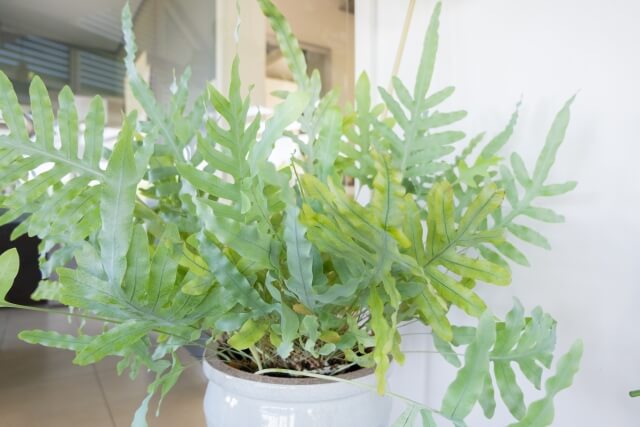 フレボディウム ブルースター 観葉植物 4号鉢植物のＩＴＡＮＳＥ 全品送料無料・即出荷