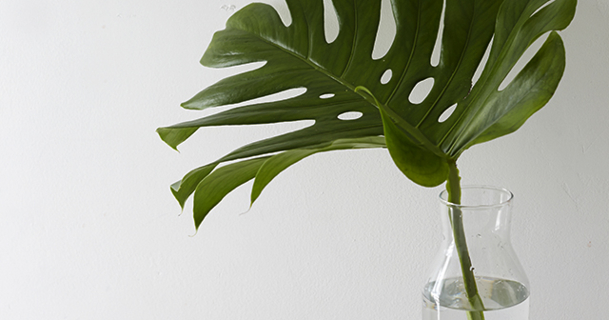 画像で解説 モンステラの剪定方法適した時期は5月下旬～9月！切る場所や気根の処理の仕方など徹底解説農業・ガーデニング・園芸・家庭菜園マガジン AGRIPICK