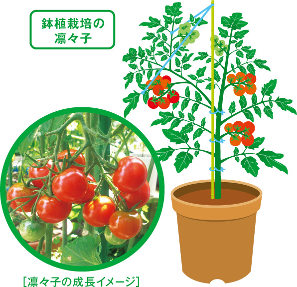 ミニトマトをベランダで 初心者向け 省スペースの美味しい栽培方法 - 農業屋