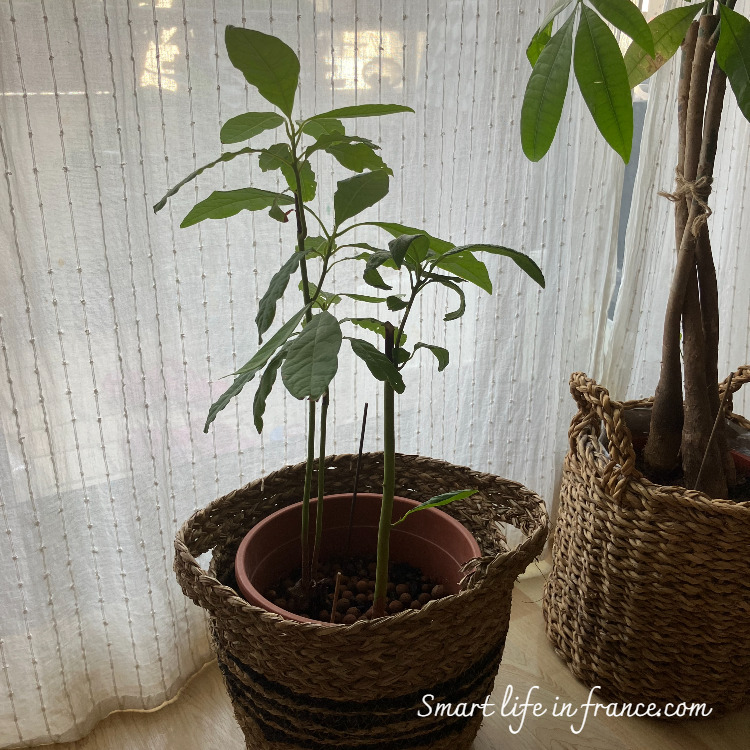 食べ終わったタネからアボカドを育てる 発芽から植えつけのステップを解説『趣味の園芸』NHK出版デジタルマガジン