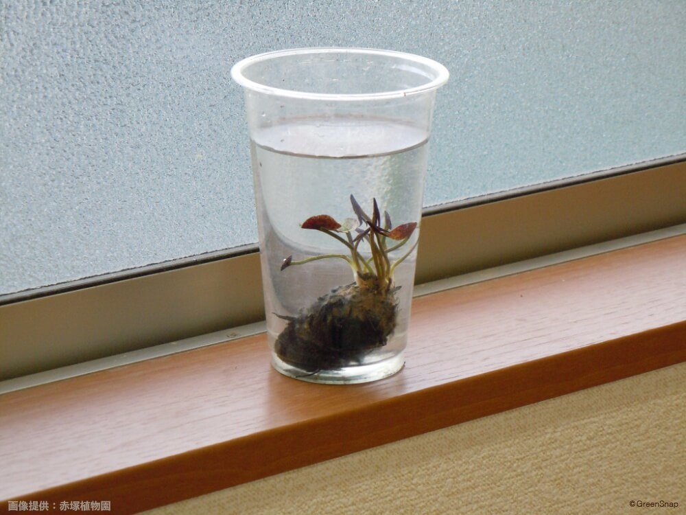 水辺を作る 睡蓮鉢を使ったビオトープの作り方Ordinary-Aquarium