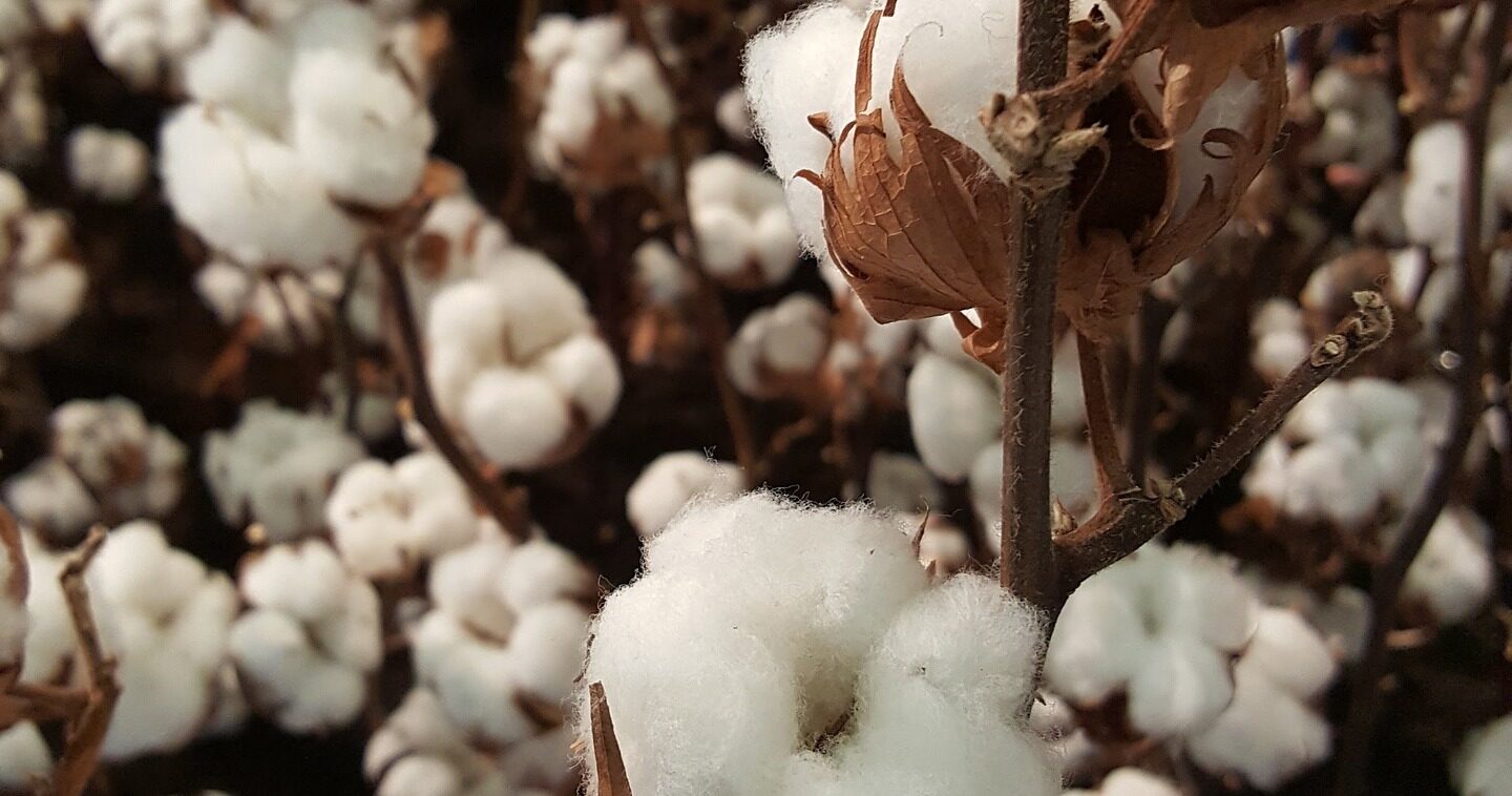 コットンフラワー 花言葉入り ふわふわ綿花の刺繍フレーム フォトフレーム・写真立て carpe diemカルペディエム通販18893492Creema クリーマ