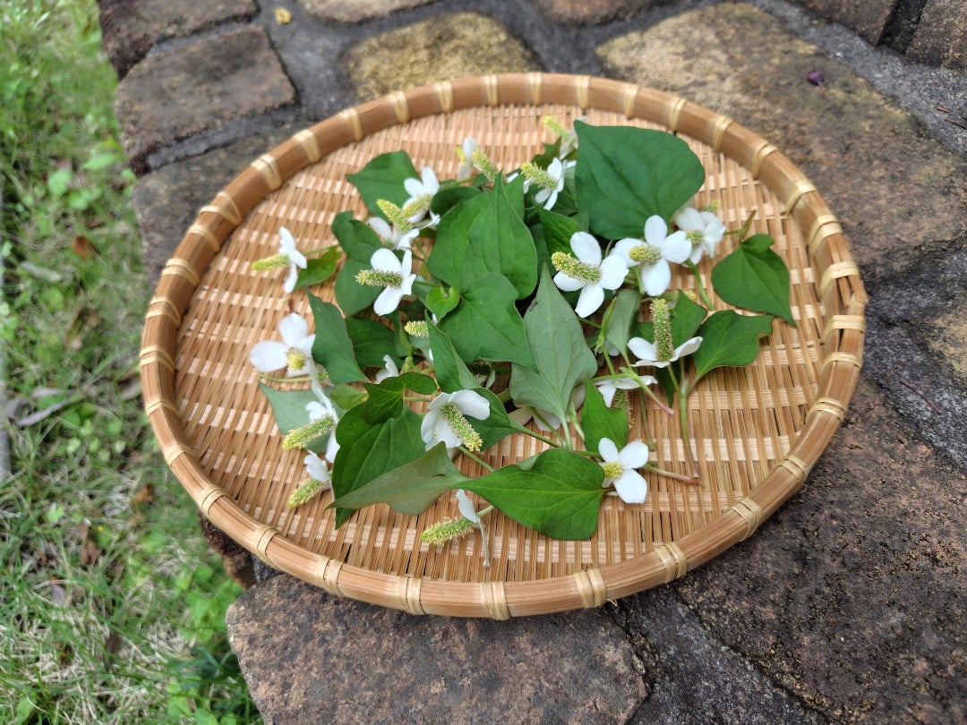 謎の虫刺されが出来たのでドクダミを使ってみたよ キャンプ・アウトドアにも！ 20 6 25追記ありふじはら里山案内所
