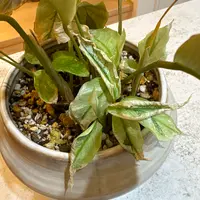 里芋の葉っぱが枯れてしまうどうしてTikTok