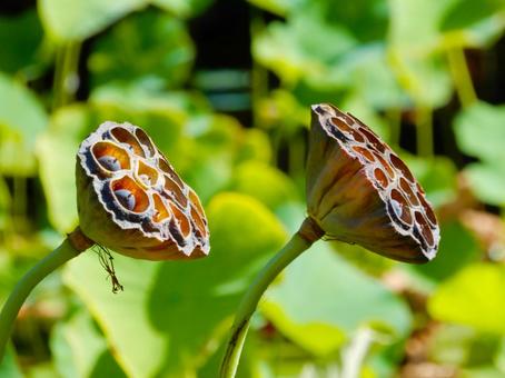 集合体恐怖症」はなぜ起こる？原因を進化論で説明！！ ナゾロジー ｄメニューニュース NTTドコモ