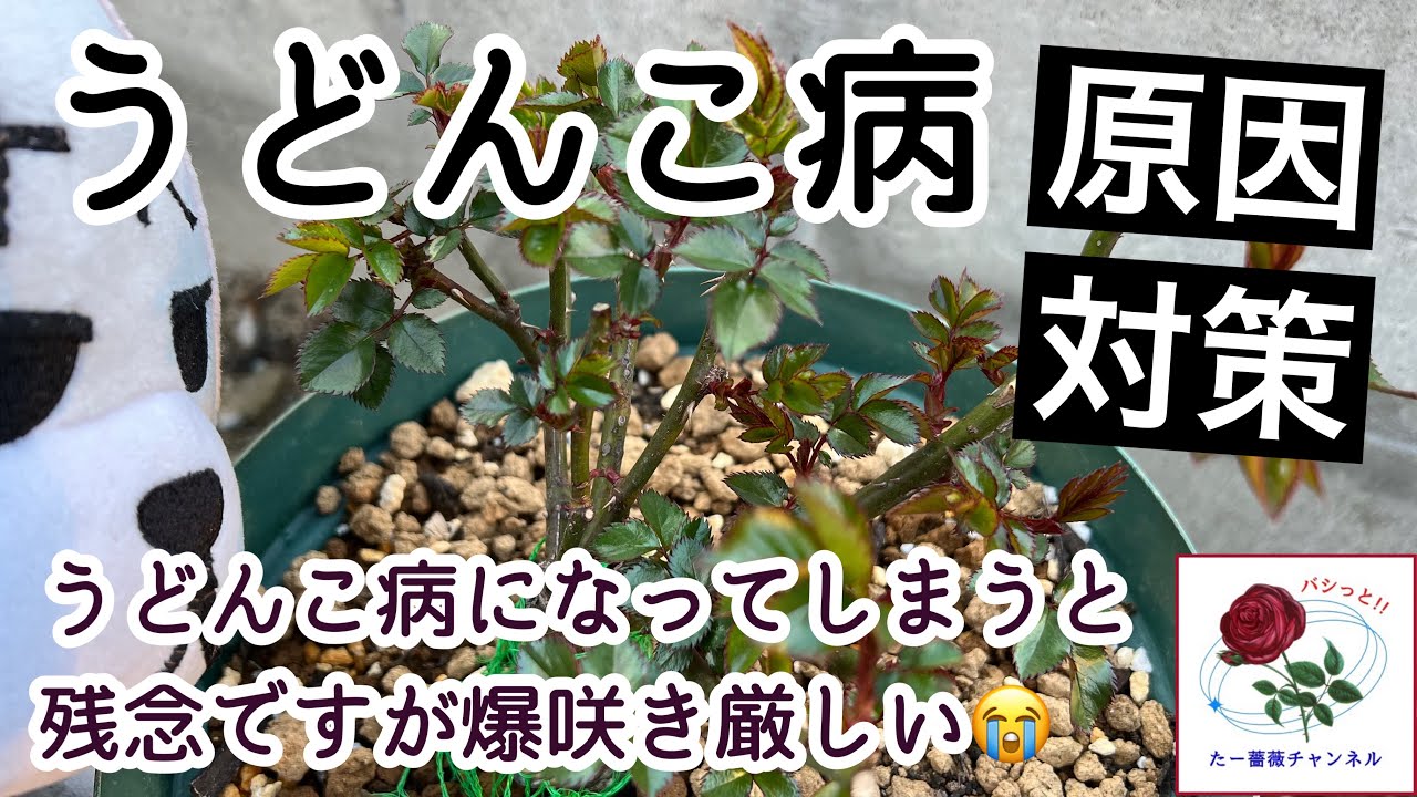 うどんこ病」の5378点のロイヤリティフリー画像、写真素材、絵Shutterstock