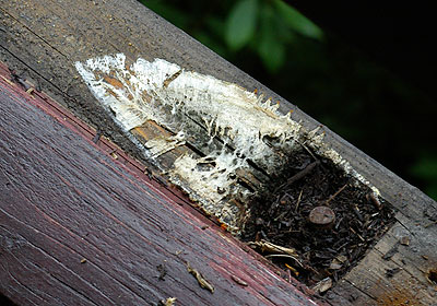 腐敗または腐った木の丸太または木の植物 腐った木 写真 無料ダウンロードのための画像 - Pngtree