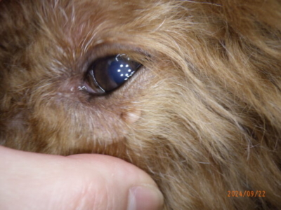 鼻の頭の気持ち悪いできものの漢方薬治療