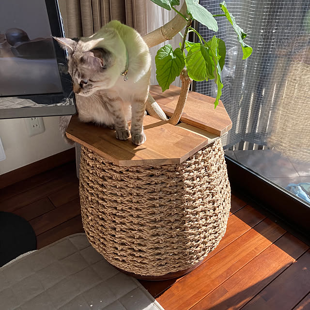 コレウス・カニナ植物の種 - 猫よけ植物で害虫を自然に撃退、効果的な植え付けと園芸のためのプレミアム植物の種organicindiaseeds