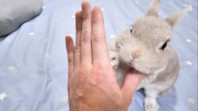 ソフトバンク ドラ6岩崎「オカダの教え」を実践し鍛錬を積む - スポニチ Sponichi Annex 野球