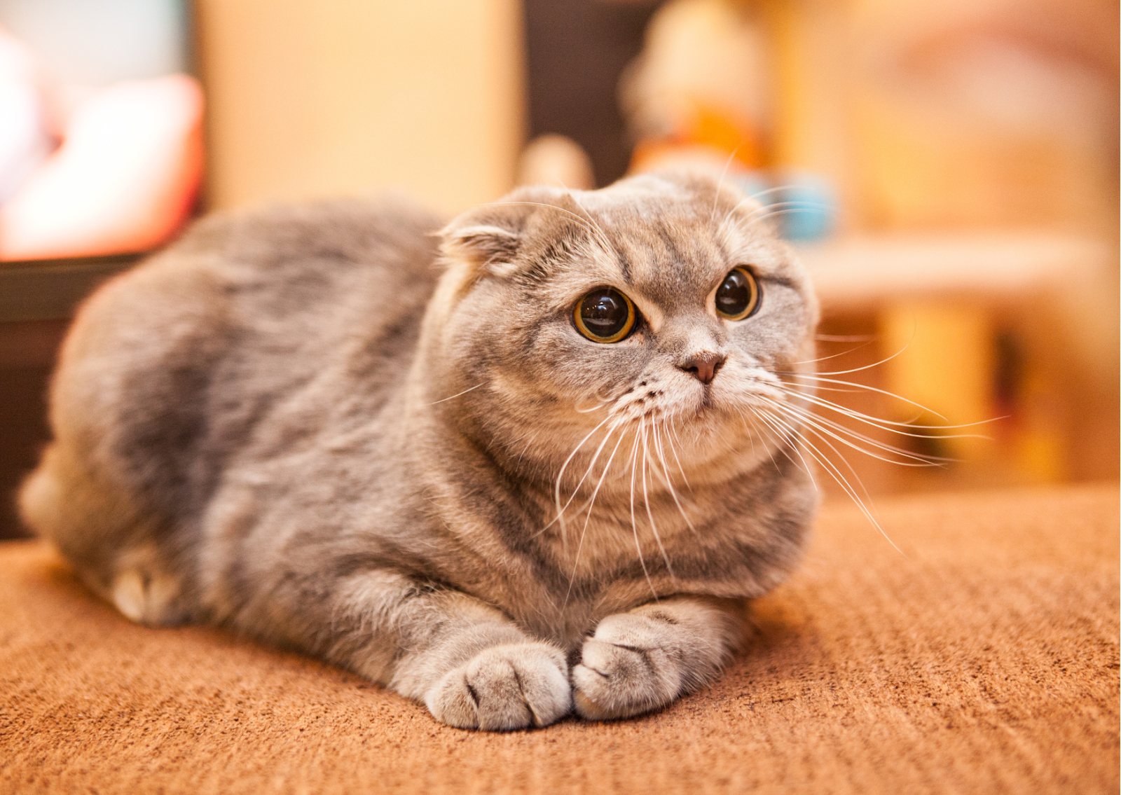 スコは要注意 猫の座り方が変！病気の可能性は？猫壱 necoichi