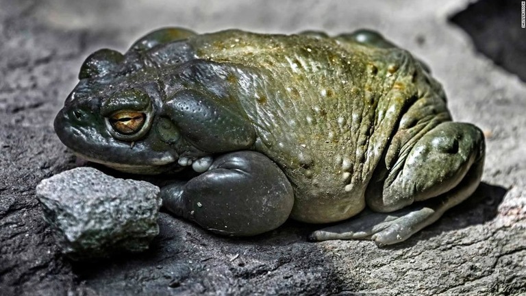 ゾウも即死させるほどの猛毒カエル、仙台で「毒展」 小２「触らないように気をつけます」 : 読売新聞