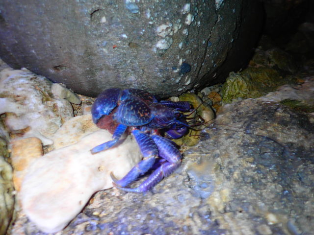 あまり知られていないけど意外といる 毒のカニ陸上性のカニには要注意？TSURINEWS