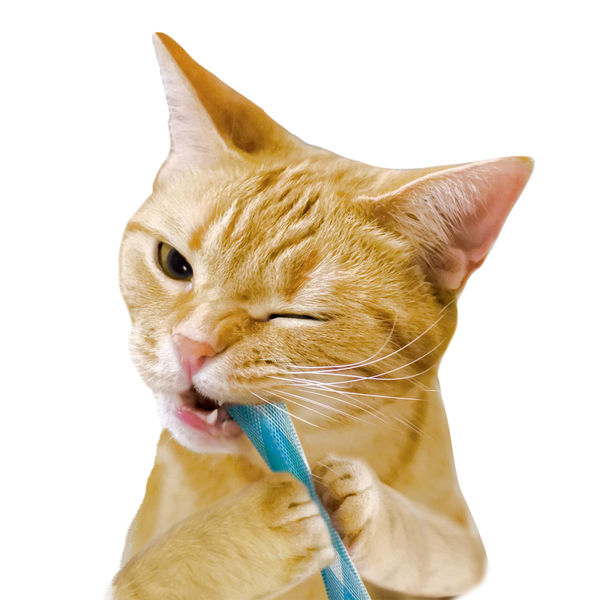 猫の歯磨き 〜歯ブラシのやり方と代替法〜猫専門病院の猫ブログ nekopedia ネコペディア