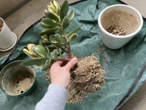 金のなる木の葉が落ちる原因とは？復活させる方法はある