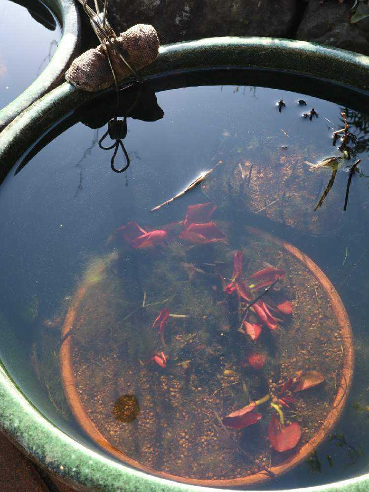 温帯睡蓮」植え替えの様子♪🍀GreenSnap グリーンスナップ