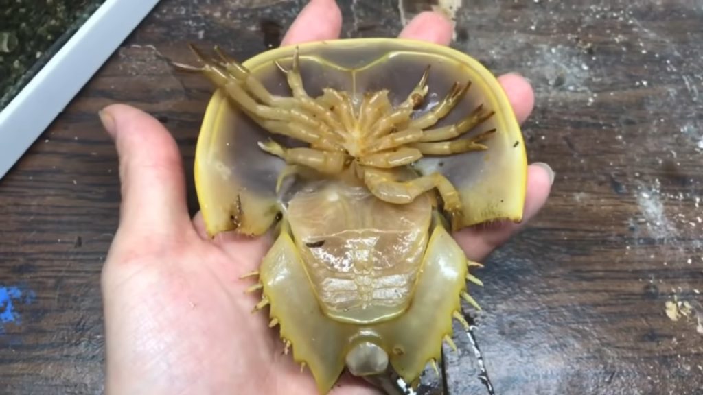 カブトガニは何者なのか？青い血をもつ絶滅危惧種「生きた化石」を徹底解説！ サメの時代