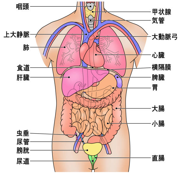 アンティークの人体解剖図 写真素材5016802- フォトライブラリ