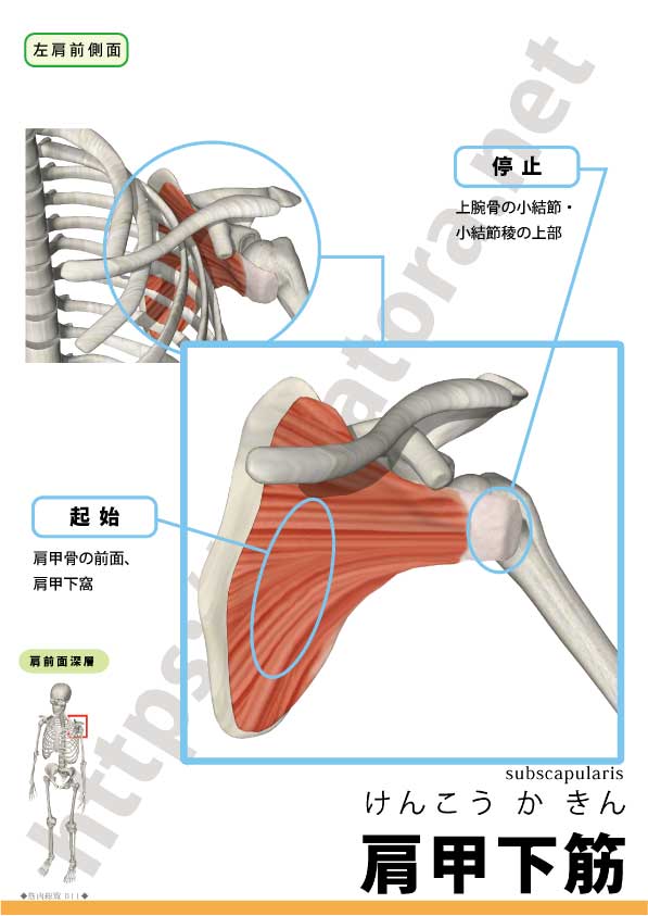 上腕二頭筋長頭腱炎