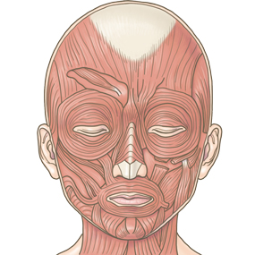 表情筋のイラスト素材 - PIXTA