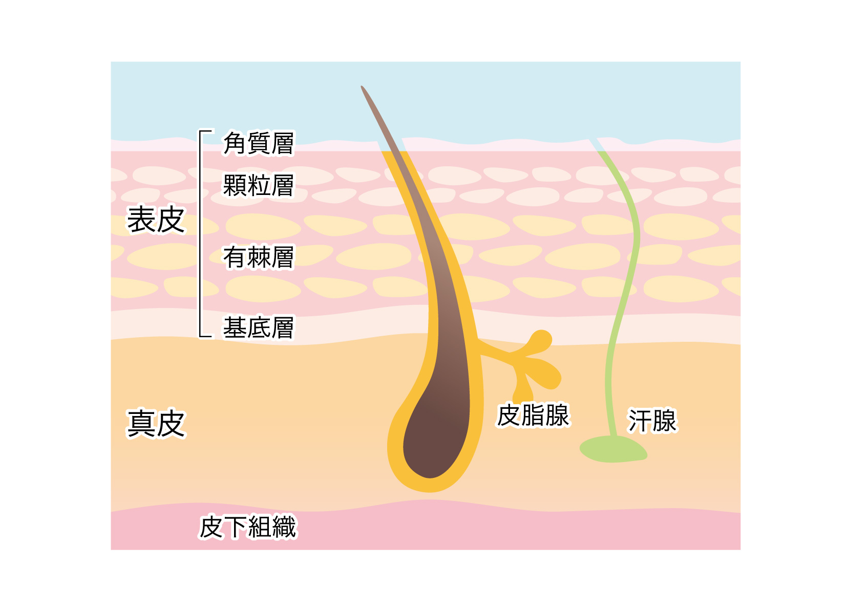 ニキビの芯」の正体は何？埋まっている固い芯の正しいケア方法を知ろうハダメディア by BIHADADO.TOKYO