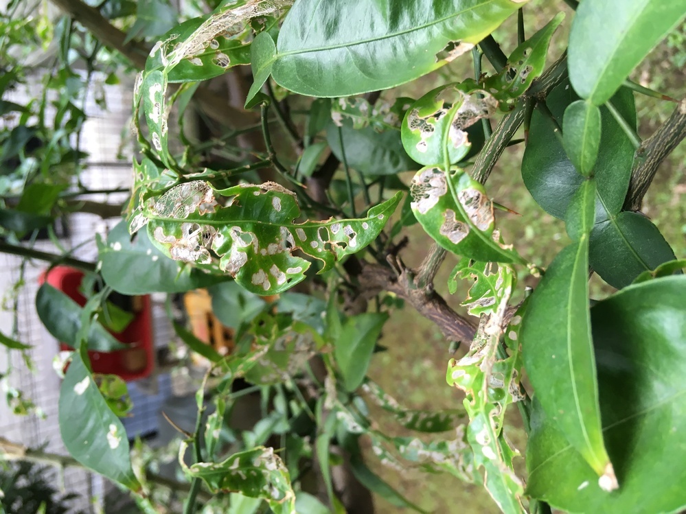 柚子の葉の状態がおかしいなですが、どなたか、教えて頂きたく 園芸相談Q＆Aみんなの趣味の園芸