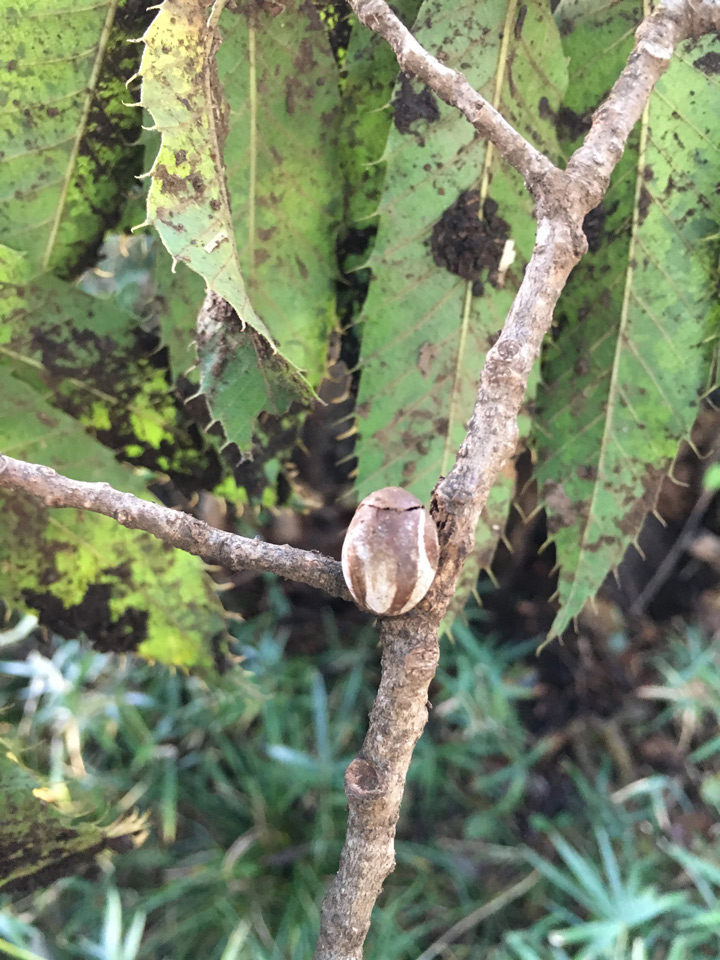 イラガの繭: 新開孝の昆虫手帖