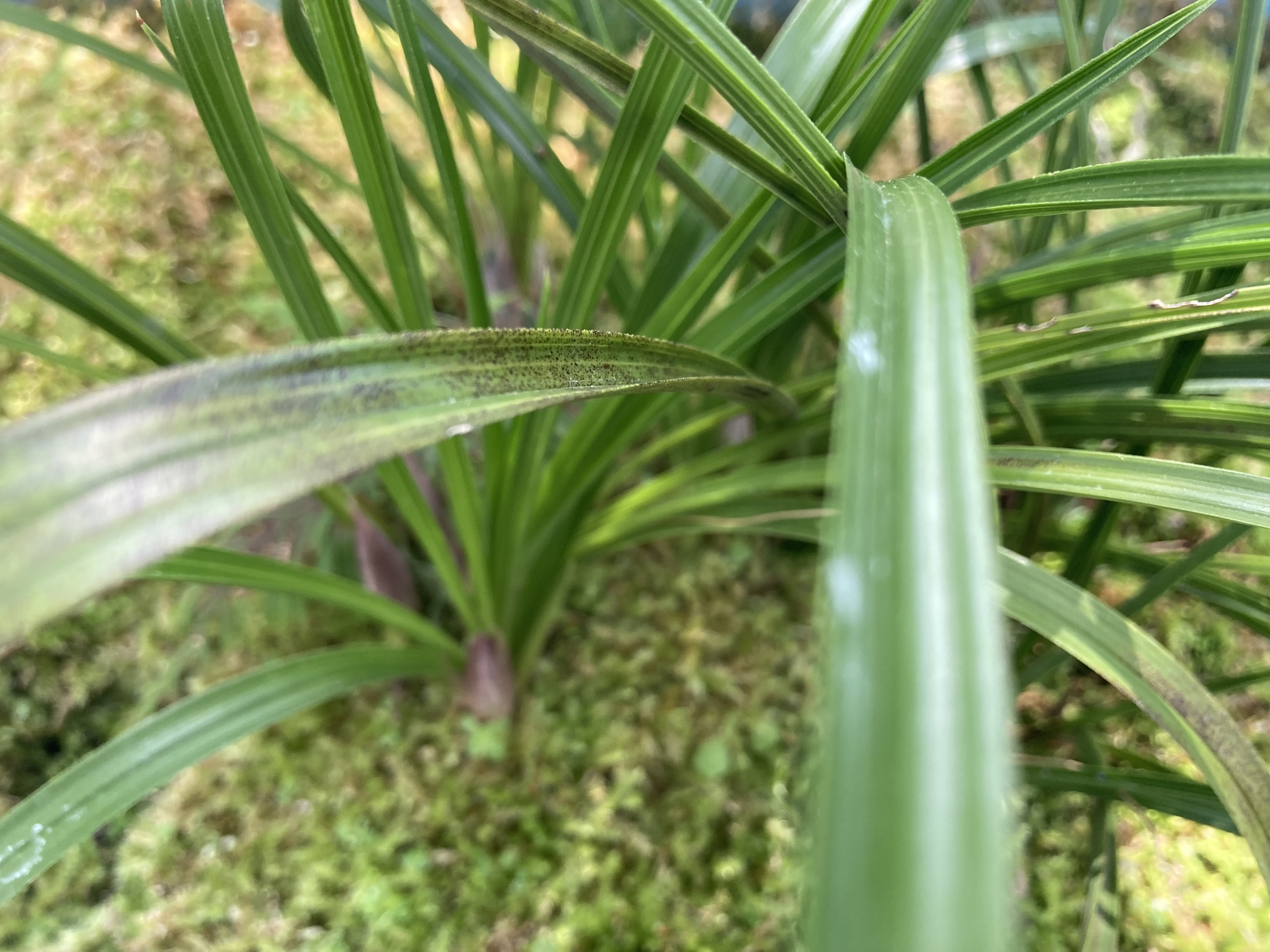 春蘭とは？ 春蘭の特徴・育て方について分かりやすくご紹介！GardenStoryガーデンストーリー