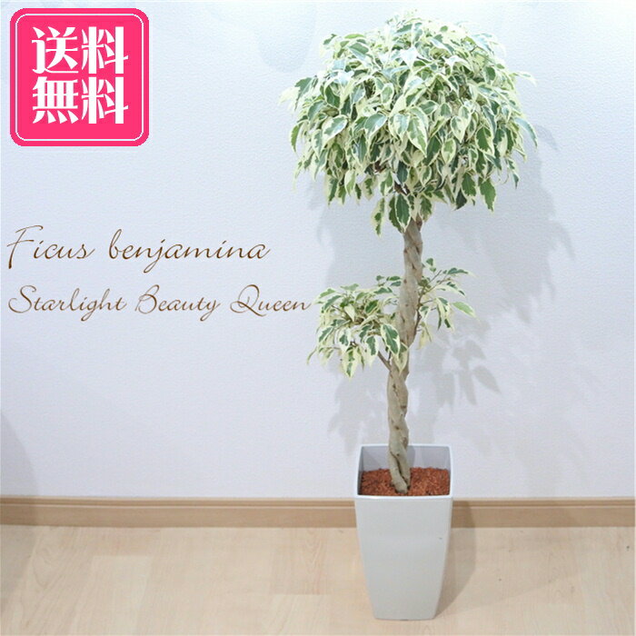 フィカス・ベンジャミン・スターライト・ビューティークイーンの育て方観葉植物・お花の通販 AND PLANTSアンドプランツ