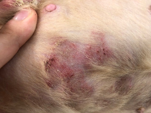 獣医師アドバイス 犬の脱毛、原因はいろいろ。抜け方やかゆみをしっかりチェック！ KS Online– KS Online共立製薬公式オンラインストア