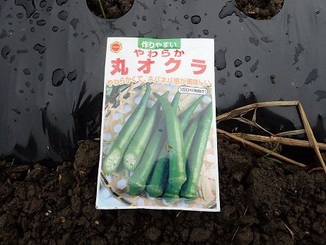 オクラのコンパニオンプランツ☆葉山農園 6月上旬暇人主婦の家庭菜園 - 楽天ブログ